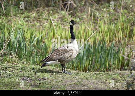 Ritratto a corpo pieno, a destra di un'oca canadese (Anser canadensis) in piedi al bordo delle acque con sfondo verde erba alta in un giorno di sole Foto Stock