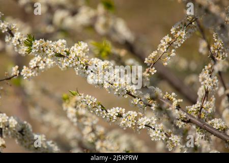 rami di un albero di pera di primavera in fiore su uno sfondo sfocato Foto Stock