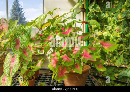 Caladium in una pentola di argilla, su un davanzale leggero Foto Stock