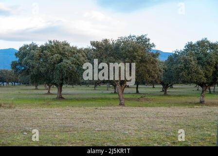 Verdi giovani querce a Dehesa de Extremadura in inverno in orizzontale Foto Stock