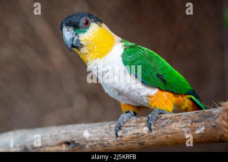 Un pappagallo a testa nera (Pionites melanocephalus) si avvicina su un ramo. Foto Stock