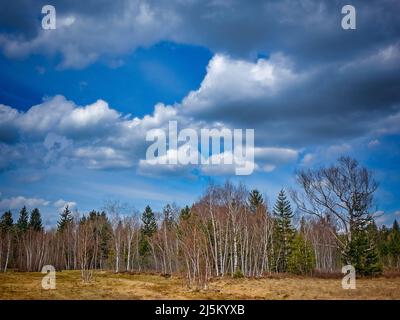 DE - BAVIERA: Foresta di betulla d'argento (Betula pendula) nel Moor Loisach vicino a Bad Toelz, Oberbayern Foto Stock