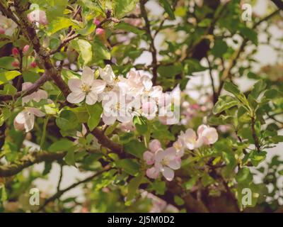 Fiore di mela rosa su un ramo d'albero Foto Stock