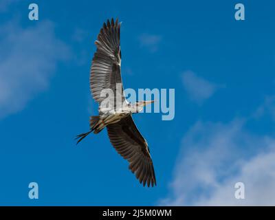 Gray Heron nel suo ambiente naturale. Foto Stock