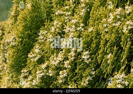 Platycladus orientalis o arborvitae orientale o biota o tuja cinese pianta rami con coni femmina in primavera Foto Stock