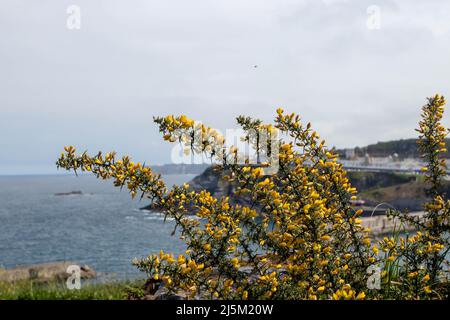 Ulex europaeus, gorse, gorse comune, furze o piante di whin con fiori gialli luminosi sulla riva del mare Foto Stock