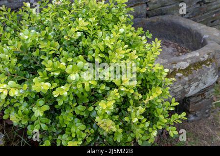 Buxus sempervirens, scatola comune, scatola europea o bosso verde brillante pianta cespuglio nel giardino Foto Stock