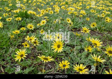 Arctotheca calendula, alghe capezzate, tesoriere piano, capo dente di leone o capo Marigold piante fiorite con fiori gialli luminosi in Luarca, Asturias, Spa Foto Stock