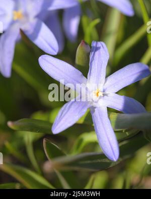 Vista ravvicinata dei fiori Chionodoxa, conosciuta come gloria della neve, cultivar 'Blue Giant', in un giardino in una soleggiata primavera Foto Stock