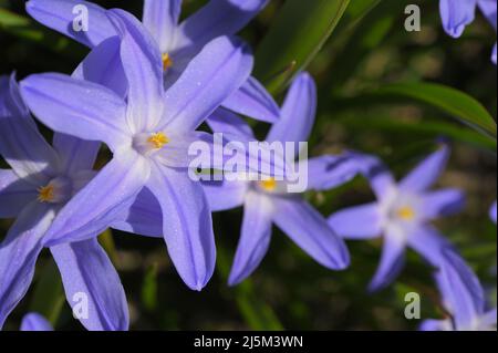 Vista ravvicinata dei fiori Chionodoxa, conosciuta come gloria della neve, cultivar 'Blue Giant', in un giardino in una soleggiata primavera Foto Stock