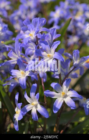 Vista ravvicinata dei fiori Chionodoxa, conosciuta come gloria della neve, cultivar 'Blue Giant', in un giardino in una soleggiata primavera Foto Stock