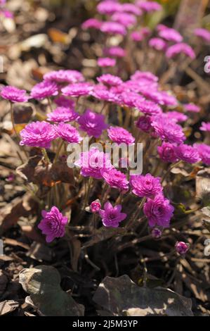 Primo piano di fiori Anemone hepatica, Hepatica nobilis, forma 'Rubra Plena', in un giardino in una soleggiata primavera giorno Foto Stock