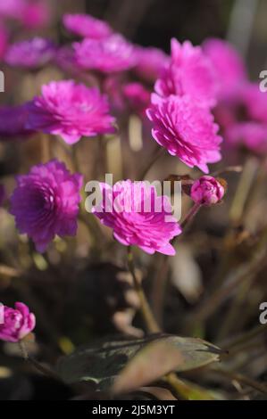 Primo piano di fiori Anemone hepatica, Hepatica nobilis, forma 'Rubra Plena', in un giardino in una soleggiata primavera giorno Foto Stock