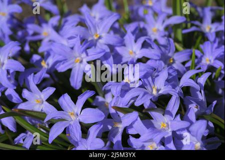 Vista ravvicinata dei fiori Chionodoxa, conosciuta come gloria della neve, cultivar 'Blue Giant', in un giardino in una soleggiata primavera Foto Stock