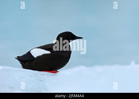 Uccello sul ghiaccio. Guillemot nero, Cepphus grylle, uccello d'acqua nero con le gambe rosse, seduto sul ghiaccio con la neve, animale nell'habitat naturale, inverno s. Foto Stock