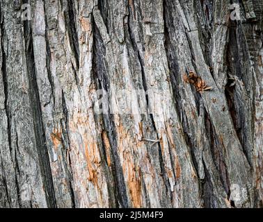 Bel primo piano di un albero del tronco Foto Stock