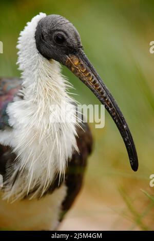 Ibis a collo di paglia, Threskiornis spinicollis, ritratto di dettaglio di uccello di Anustralia. Becco lungo, testa scura, corpo bianco. Uccello nell'habitat naturale. Wi Foto Stock