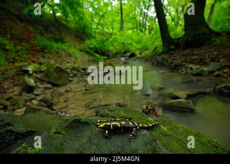 Salamandro in natura foresta habitat con fiume. Splendida salamandra del fuoco, Salamandra salamandra, anfibio macchiato sulla pietra grigia con muschio verde. Foto Stock