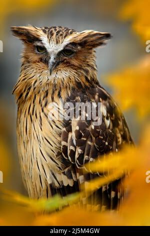 Gufo da pesca Sunda, Ketupa ketupu javanensis, uccello raro dall'Asia. Malesia bella gufo nella natura arancione autunno foresta habitat. Uccello dalla Malesia. F Foto Stock