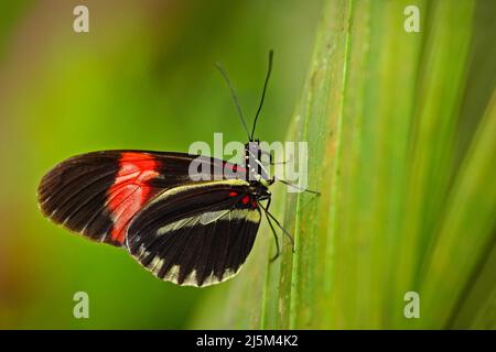 Farfalla Heliconius melpomene, in habitat naturale. Insetto bello dal Costa Rica nella foresta verde. Farfalla seduta in partenza da Panama. Burro Foto Stock