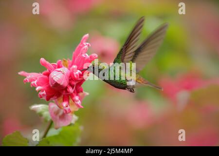 Bel colibrì, smeraldo a testa di cimosa, Elvira cupreiceps, volando accanto a un bel fiore rosa. Uccello che succhia nettare. Scena di alimentazione da tropico bagnato Foto Stock