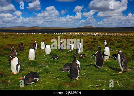 Gruppo di pinguini re in erba verde. Pinguini Gentoo con cielo blu e nuvole bianche. Pinguini nell'habitat naturale. Uccelli da Falkland Island Foto Stock