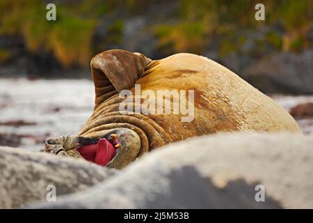 Dettaglio viso ritratto tenuta elefante, Mirounga leonina. Sigillo sulla spiaggia di sabbia. Sigillo dell'elefante con buccia staccata dalla pelle. Grande animale marino nell'habitat naturale i Foto Stock