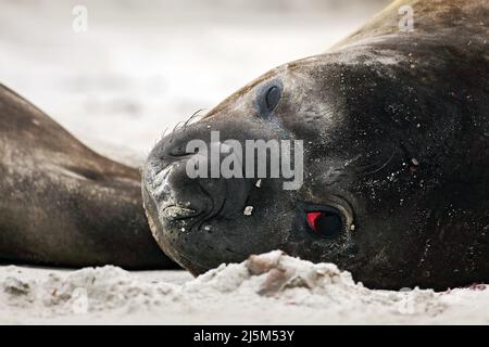 Dettaglio eye ritratto Elephant Seal, Mirounga leonina. Sigillo sulla spiaggia di sabbia. Sigillo dell'elefante con buccia staccata dalla pelle. Grande animale marino nell'habitat naturale in Foto Stock