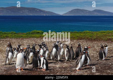 Gruppo di pinguini gentoo nell'erba verde. Pinguini Gentoo con cielo blu e nuvole bianche. Pinguini nell'habitat naturale. Uccelli da Falkland Isla Foto Stock