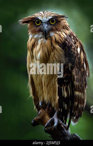 Gufo da pesca Sunda, Ketupa ketupu javanensis, uccello raro dall'Asia. Malesia bella gufo nella natura foresta habitat. Uccello dalla Malesia. Gufo di pesce si Foto Stock