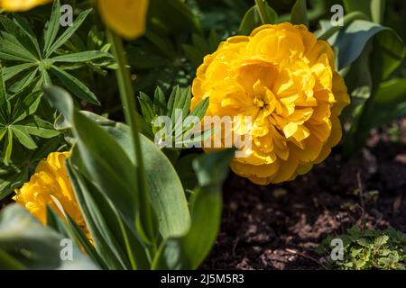 Tulipano giallo Pomponette Foto Stock