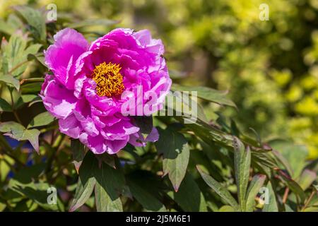 Peony (Paeonia) suffruticosa albero cinese Peony Ling Hua Zhan Lu Foto Stock