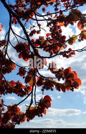 Faggio rame ,Fagus silvatica per purpurea Foto Stock