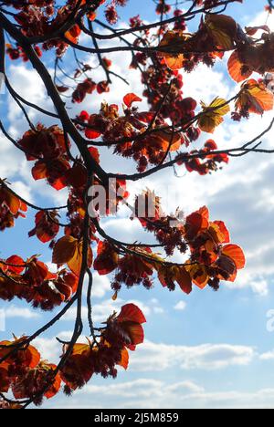 Faggio rame ,Fagus silvatica per purpurea Foto Stock