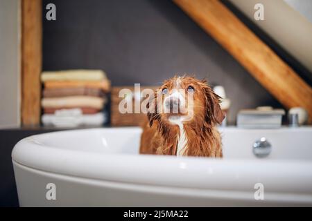 Cane da bagno nella vasca da bagno di casa. Bagno di Nova Scotia Duck Tolling Retriever. Foto Stock