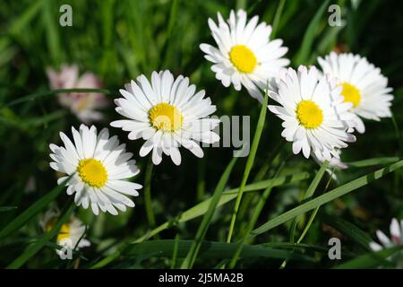 I fiori bianchi della margherita si chiudono in su che crescono nel campo. Margherite bianche nella vista dall'alto del prato. Margherite prato di fiori al sole dall'alto. Margherite fiori freschi in primavera, sfondo floreale con spazio copia Foto Stock