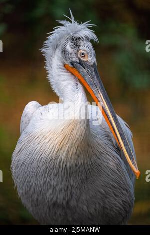 Scena faunistica dalla natura europea. Uccello bianco, con bolletta lunga in acqua. Pellicano dalmata, crispus di Pelecanus. In piedi sul ramo. Foto Stock