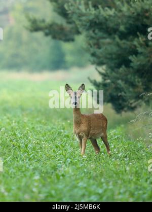 Capriolo sorpreso, capreolo capreolo, fawn guardando in macchina fotografica dalla vista frontale sul prato con spazio di copia. Allerta animale selvatico con arancio e marrone f Foto Stock