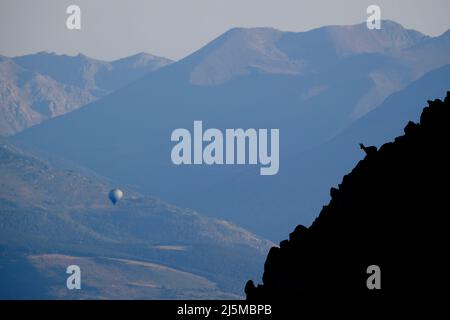 Un camoscio pireneo femminile (Rupicapra pirenaica) che guarda fuori da una cresta rocciosa. Catalogna. Spagna. Foto Stock