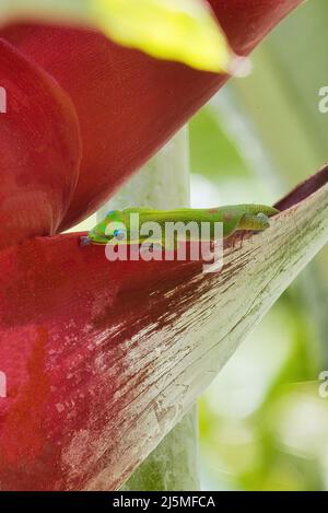 oro olorante polvere gecko che si nutrono su un fiore rosso brillante heliconia. Foto Stock