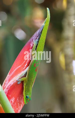 oro olorante polvere gecko che si nutrono su un fiore rosso brillante heliconia. Foto Stock