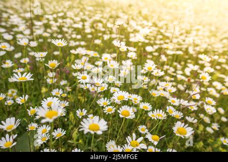 Bel campo soleggiato di fiori di camomilla Foto Stock