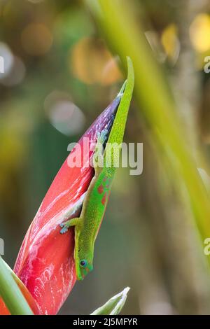 oro olorante polvere gecko che si nutrono su un fiore rosso brillante heliconia. Foto Stock