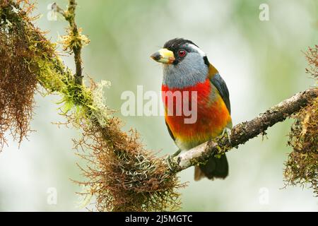 Toucan Barbet - Semnornis ramphastinus uccello originario dell'Ecuador e della Colombia, Semnornithidae, strettamente legato ai toucans, robusta becco giallo, nero Foto Stock