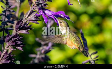 Un piccolo, carino hummingbird si libra davanti ad un fiore viola che si alimenta sul suo nettare. Foto Stock