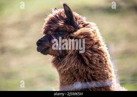 Primo piano immagine di un Alpaca (lama pacos) allevato a livello nazionale in una fattoria nello Yorkshire Occidentale, Regno Unito Foto Stock