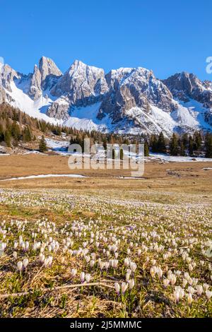 Vista della fioritura primaverile dei crousi a Campelli di Schilpario. Schilpario, Val di Scalve, Distretto di Bergamo, Lombardia, Italia, Europa meridionale. Foto Stock