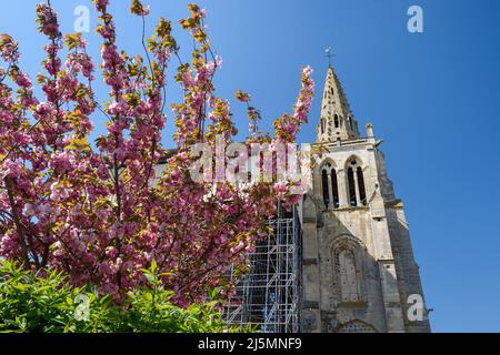 La chiesa collegiata di San Tommaso di Canterbury in primavera, circondata da fiori di ciliegio. Foto Stock