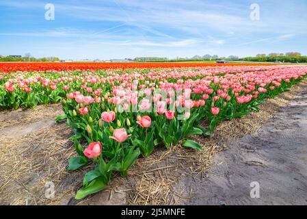 Aiuole rosa di fiori di tulipano nel famoso Bollenstreek ('Bulb Area') nella parte occidentale dell'Olanda Foto Stock