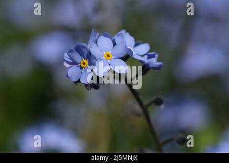 Forget-me-non fiore macro con foglie verde brillante nei raggi del sole. Fiori blu su sfondo verde. Fiori in fiore sfondo naturale. Primo piano di Myosotis sylvatica, piccoli fiori blu su sfondo sfocato. Foto Stock